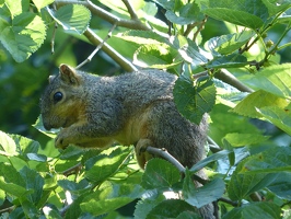 Squirrel